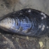 Blue mussel - Mytilus edulis | Fotografijos autorius : Gintautas Steiblys | © Macronature.eu | Macro photography web site