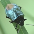 Blue shieldbug - Zicrona caerulea | Fotografijos autorius : Vidas Brazauskas | © Macronature.eu | Macro photography web site