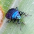 Blue shieldbug - Zicrona caerulea | Fotografijos autorius : Romas Ferenca | © Macronature.eu | Macro photography web site