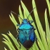 Blue shieldbug - Zicrona caerulea | Fotografijos autorius : Armandas Ka | © Macronature.eu | Macro photography web site