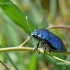 Blue shieldbug - Zicrona caerulea | Fotografijos autorius : Darius Baužys | © Macronature.eu | Macro photography web site