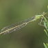 Blue-tailed Damselfly - Ischnura elegans ♂ | Fotografijos autorius : Gintautas Steiblys | © Macronature.eu | Macro photography web site