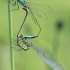 Blue-tailed Damselfly - Ischnura elegans | Fotografijos autorius : Gintautas Steiblys | © Macrogamta.lt | Šis tinklapis priklauso bendruomenei kuri domisi makro fotografija ir fotografuoja gyvąjį makro pasaulį.