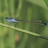 Blue-tailed Damselfly - Ischnura elegans | Fotografijos autorius : Gintautas Steiblys | © Macronature.eu | Macro photography web site