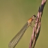 Blue-tailed damselfly - Ichnura elegans | Fotografijos autorius : Agnė Našlėnienė | © Macronature.eu | Macro photography web site