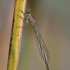 Elegantiškoji strėliukė - Ichnura elegans | Fotografijos autorius : Agnė Našlėnienė | © Macronature.eu | Macro photography web site