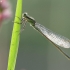 Elegantiškoji strėliukė - Ischnura elegans (patelė) | Fotografijos autorius : Vidas Brazauskas | © Macronature.eu | Macro photography web site
