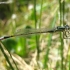 Blue-tailed damselfly - Ischnura elegans, male | Fotografijos autorius : Giedrius Švitra | © Macronature.eu | Macro photography web site
