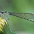 Blue-tailed damselfly - Ischnura elegans | Fotografijos autorius : Gintautas Steiblys | © Macronature.eu | Macro photography web site