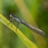 Elegantiškoji strėliukė - Ischnura elegans | Fotografijos autorius : Vaida Paznekaitė | © Macronature.eu | Macro photography web site