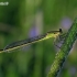 Blue-tailed damselfly - Ischnura elegans | Fotografijos autorius : Vytautas Uselis | © Macronature.eu | Macro photography web site