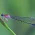 Blue-tailed damselfly - Ishnura elegans f. violacea | Fotografijos autorius : Gintautas Steiblys | © Macronature.eu | Macro photography web site