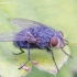 Bluebottle fly - Calliphora sp. | Fotografijos autorius : Gediminas Gražulevičius | © Macronature.eu | Macro photography web site