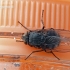 Bluebottle fly - Calliphora sp. | Fotografijos autorius : Darius Baužys | © Macronature.eu | Macro photography web site