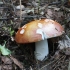 Blunkančioji ūmėdė - Russula decolorans | Fotografijos autorius : Vytautas Gluoksnis | © Macrogamta.lt | Šis tinklapis priklauso bendruomenei kuri domisi makro fotografija ir fotografuoja gyvąjį makro pasaulį.