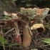 Blusher - Amanita rubescens | Fotografijos autorius : Vytautas Gluoksnis | © Macronature.eu | Macro photography web site