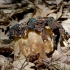 Bobausis - Gyromitra sp. | Fotografijos autorius : Romas Ferenca | © Macrogamta.lt | Šis tinklapis priklauso bendruomenei kuri domisi makro fotografija ir fotografuoja gyvąjį makro pasaulį.
