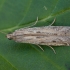 Bobramuninis siaurasparnis ugniukas - Phycitodes saxicola | Fotografijos autorius : Žilvinas Pūtys | © Macrogamta.lt | Šis tinklapis priklauso bendruomenei kuri domisi makro fotografija ir fotografuoja gyvąjį makro pasaulį.