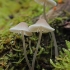 Bonnet - Mycena sp. | Fotografijos autorius : Gintautas Steiblys | © Macronature.eu | Macro photography web site