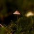 Bonnet - Mycena sp. | Fotografijos autorius : Irenėjas Urbonavičius | © Macronature.eu | Macro photography web site