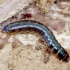 Bordered click beetle - Denticollis linearis, larva | Fotografijos autorius : Romas Ferenca | © Macronature.eu | Macro photography web site