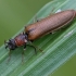 Bordered click beetle - Denticollis linearis | Fotografijos autorius : Vytautas Tamutis | © Macronature.eu | Macro photography web site