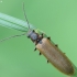 Bordered click beetle - Denticollis linearis | Fotografijos autorius : Vidas Brazauskas | © Macronature.eu | Macro photography web site