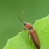 Bordered click beetle - Denticollis linearis | Fotografijos autorius : Darius Baužys | © Macrogamta.lt | Šis tinklapis priklauso bendruomenei kuri domisi makro fotografija ir fotografuoja gyvąjį makro pasaulį.