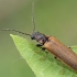 Bordered click beetle - Denticollis linearis | Fotografijos autorius : Gintautas Steiblys | © Macronature.eu | Macro photography web site