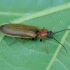 Bordered click beetle - Denticollis linearis | Fotografijos autorius : Romas Ferenca | © Macronature.eu | Macro photography web site