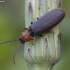 Bordered Click Beetle - Denticollis linearis | Fotografijos autorius : Žilvinas Pūtys | © Macronature.eu | Macro photography web site