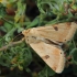 Bordered straw - Heliothis peltigera | Fotografijos autorius : Gintautas Steiblys | © Macronature.eu | Macro photography web site