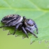 Bowed Jumper | Evarcha arcuata | female | Fotografijos autorius : Darius Baužys | © Macronature.eu | Macro photography web site