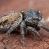 Bowed Jumper - Evarcha arcuata ♀ | Fotografijos autorius : Žilvinas Pūtys | © Macronature.eu | Macro photography web site