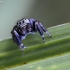 Bowed Jumper - Evarcha arcuata | Fotografijos autorius : Kazimieras Martinaitis | © Macronature.eu | Macro photography web site