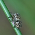 Bowed Jumper - Evarcha arcuata | Fotografijos autorius : Gintautas Steiblys | © Macronature.eu | Macro photography web site