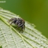 Bowed Jumper - Evarcha arcuata | Fotografijos autorius : Darius Baužys | © Macronature.eu | Macro photography web site