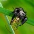 Bowed Jumper - Evarcha arcuata | Fotografijos autorius : Romas Ferenca | © Macronature.eu | Macro photography web site