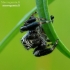 Bowed Jumper - Evarcha arcuata | Fotografijos autorius : Romas Ferenca | © Macronature.eu | Macro photography web site