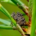 Bowed Jumper - Evarcha arcuata | Fotografijos autorius : Romas Ferenca | © Macronature.eu | Macro photography web site