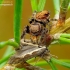 Bowed Jumper - Evarcha arcuata | Fotografijos autorius : Romas Ferenca | © Macronature.eu | Macro photography web site