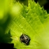 Bowed Jumper - Evarcha arcuata | Fotografijos autorius : Alma Totorytė | © Macronature.eu | Macro photography web site