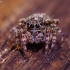 Bowed Jumper - Evarcha arcuata | Fotografijos autorius : Irenėjas Urbonavičius | © Macronature.eu | Macro photography web site