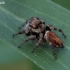 Bowed Jumper - Evarcha arcuata | Fotografijos autorius : Gintautas Steiblys | © Macronature.eu | Macro photography web site