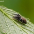 Bowed Jumper - Evarcha arcuata | Fotografijos autorius : Darius Baužys | © Macronature.eu | Macro photography web site