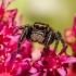 Bowed Jumper - Evarcha arcuata | Fotografijos autorius : Joana Katina | © Macronature.eu | Macro photography web site