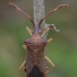 Box bug - Gonocerus acuteangulatus | Fotografijos autorius : Gintautas Steiblys | © Macronature.eu | Macro photography web site
