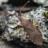 Box bug - Gonocerus acuteangulatus | Fotografijos autorius : Kazimieras Martinaitis | © Macronature.eu | Macro photography web site