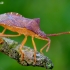 Box bug - Gonocerus acuteangulatus | Fotografijos autorius : Romas Ferenca | © Macronature.eu | Macro photography web site
