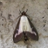 Box tree moth - Cydalima perspectalis | Fotografijos autorius : Vytautas Gluoksnis | © Macronature.eu | Macro photography web site